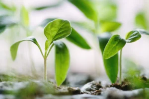 Sprout Grow Your Own Leaders