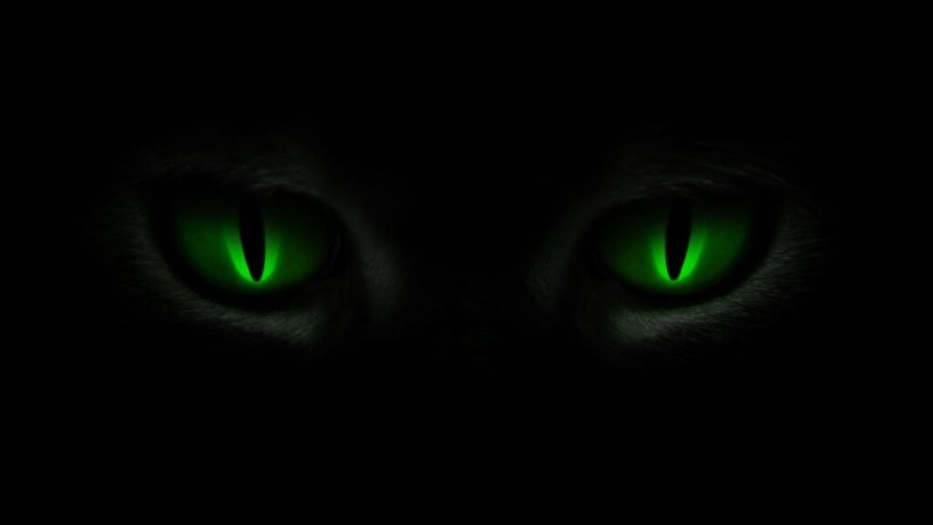 Image: Beware the green-eyed monster…